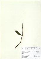 藏品(華八仙)的圖片